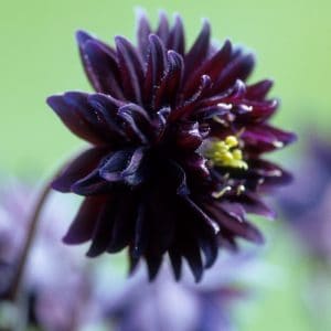Harangláb – Aquilegia vulgaris stellata – Black Barlow – 20 szem