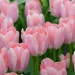 tulipa-apricona-6306
