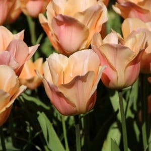 Tulipán – Korai szimpla – Apricot beauty – 9 db