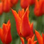 tulipa-ballerina-6252