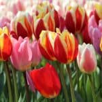 tulipa-darwin-hybride-mix-tulipan-hagyma-2