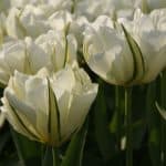 tulipa-exotic-emperor-reg-6356
