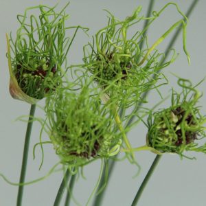 Díszhagyma – Allium – Hair – a “kis kócos” – 10 db