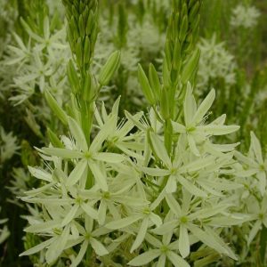 Prérigyertya – Camassia leichtlinii ‘Alba’ – 3 db