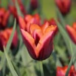 tulipa-slawa-6479