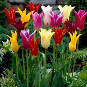 Tulipán - liliom virágú - Mix - 5 db
