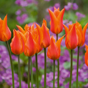 Tulipán – liliom virágú – Ballerina – 5 db
