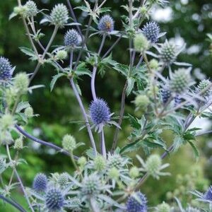 Kék iringó - Eryngium planum - évelő - 20 szem