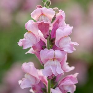 Oroszlánszáj – Antirrhinum majus – Potomac Lavender – halvány lila – 20 szem
