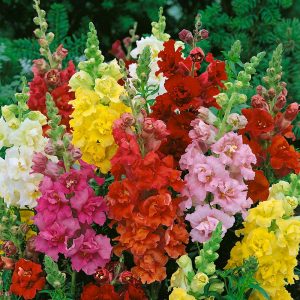 Oroszlánszáj - Antirrhinum majus - Madame Butterfly mix - 20 szem