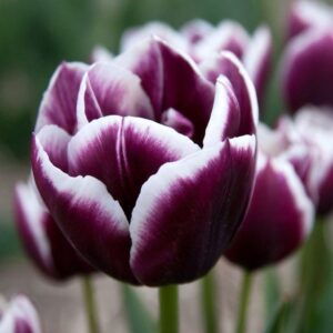 Tulipán – triumph – Jackpot – 5 db