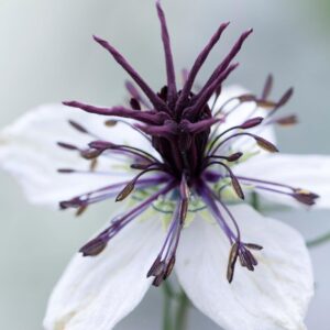 Borzaskata - Nigella papillosa - African bride - 50 szem