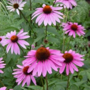 Kasvirág - Echinacea purpurea - Primadonna deep rose - 20 szem