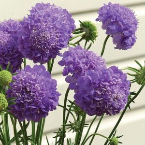 Ördögszem - Scabiosa atropurpurea - Oxford blue - 20 szem
