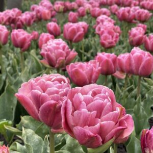 Tulipán - késői dupla - Beach berry - 5 db