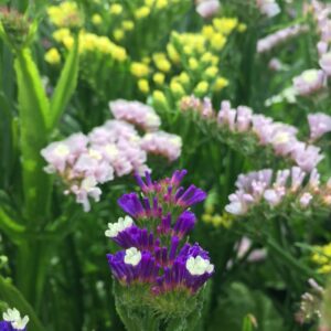 Sóvirág - Limonium sinuatum - mix - 20 szem