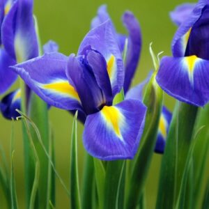Holland nőszirom – Iris hollandica – Blue Magic – 10 db