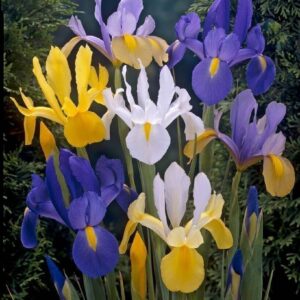 Holland nőszirom – Iris hollandica – mix – 10 db