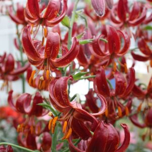Turbánliliom – Lilium martagon – Claude Shride – 1 db