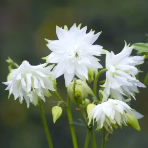 Harangláb – Aquilegia vulgaris stellata – White Barlow – 20 szem