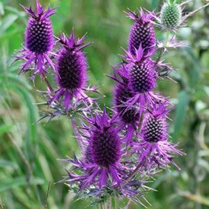Egynyári iringó – Eryngium leavenworthii – Purple sheen – 10 szem