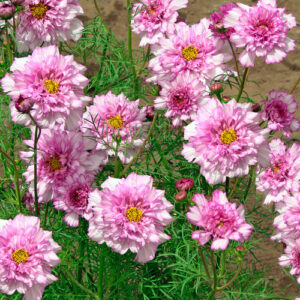 Pillangóvirág - Cosmos bipinnatus - Double Click Bicolor Pink - 20 szem