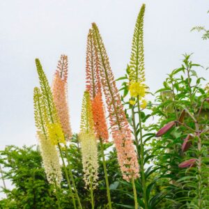 Korbácsliliom - Eremurus - Ruiter mix - 1 db