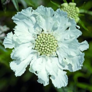 Ördögszem - Scabiosa caucasica - Fama white - 10 szem - évelő