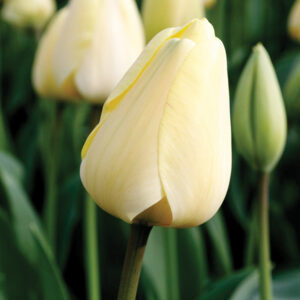 Tulipán – Darwin-hibrid – Ivory floradale – 7 db