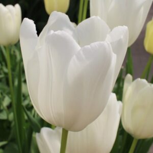 Tulipán – késői szimpla – White proud – 5 db
