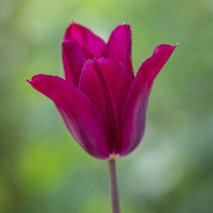 Tulipán – liliom virágú – Purple heart – 7 db