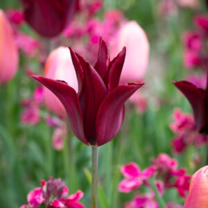 Tulipán – liliom virágú – Sarah Raven – 5 db