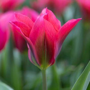 Tulipán – viridiflora – Doll’s minuet – 7 db
