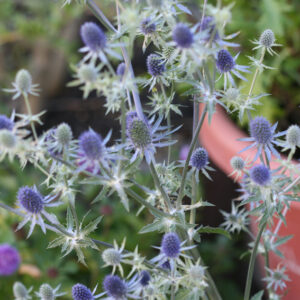 Kék iringó - Eryngium planum - Blue glitter - évelő - 10 szem