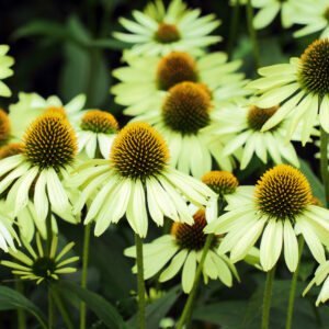 Kasvirág - Echinacea purpurea - Alan's pride - 20 szem