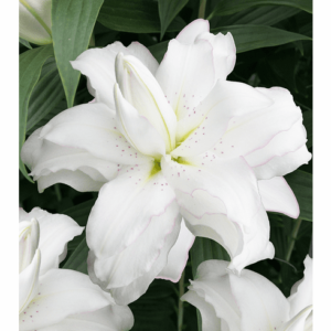 Liliom – Lotus Beauty – 16/18 cm – 3 db