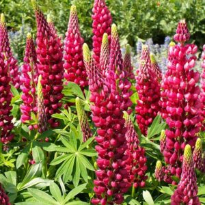 Erdei csillagfürt - Lupinus polyphyllus - Russell - The pages - 20 szem
