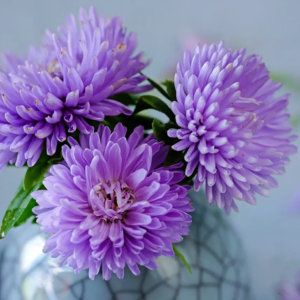 Őszirózsa - Callistephus chinesis - Gala lavender - 50 szem
