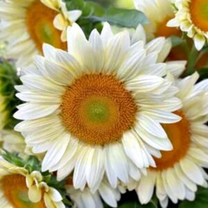 Dísznapraforgó - Helianthus annus - ProCut® White Lite - F1 hibrid - 10 szem