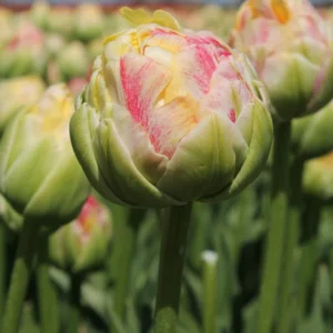 Tulipán - késői dupla - Sprinkle Dip® - 5 db
