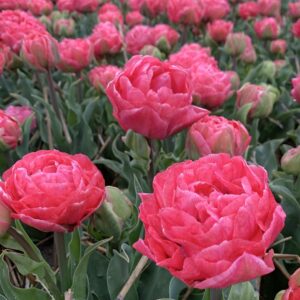 Tulipán - késői dupla - Taiwan - 5 db