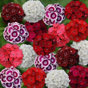 PALÁNTA - Törökszegfű - Dianthus Barbatus - Sweet mix - 10 db