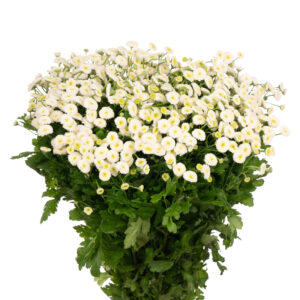 PALÁNTA - Őszi margitvirág - Tanacetum parthenium - Rio - 15 db