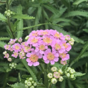 Cickafark – Achillea sibirica – Love Parade – 20 szem