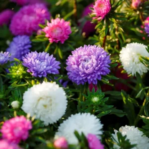 Őszirózsa - Callistephus chinesis - Duchesse mix - 50 szem