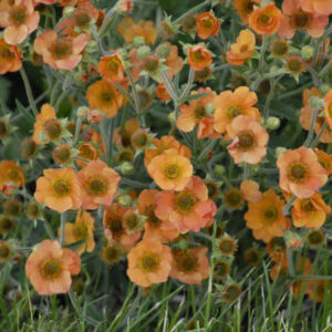 Bókoló gyömbérgyökér – Geum – Totally Tangerine – 20 szem