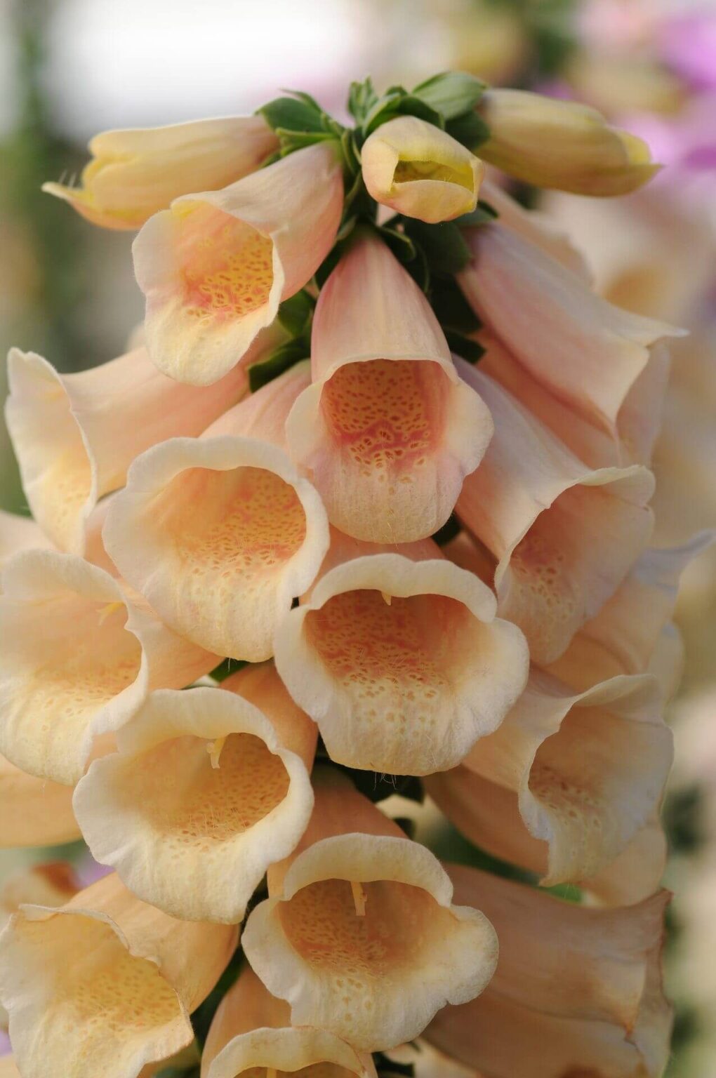 Gy sz vir g Digitalis Purpurea Dottie Peach 20 Szem Adri gy-sz-vir-g-digitalis-purpurea-dottie-peach-20-szem-adri