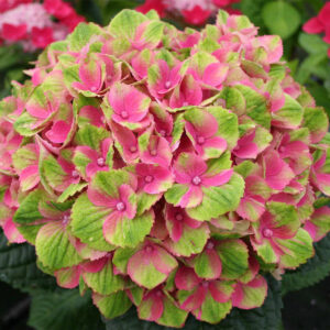 Kerti hortenzia - Hydrangea macrophylla 'Magical Amethyst' – gyökeres dugvány - 1 db