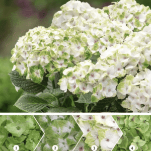 Kerti hortenzia - Hydrangea m. 'Magical Noblesse' – gyökeres dugvány - 1 db