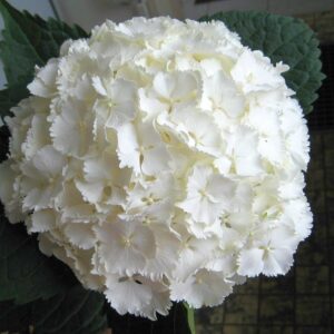 Kerti hortenzia - Hydrangea m. 'Magical Anouk' – gyökeres dugvány - 1 db
